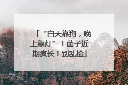 “白天靠狗，晚上靠灯”！菌子近期疯长！别乱捡
