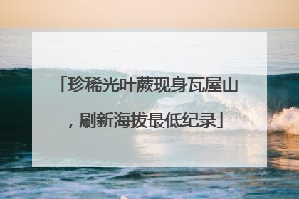 珍稀光叶蕨现身瓦屋山，刷新海拔最低纪录
