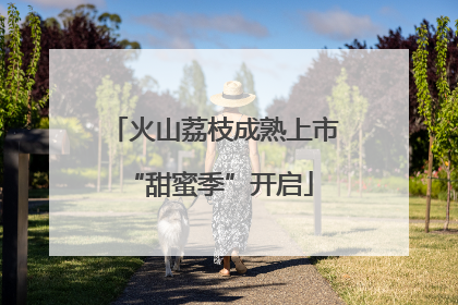 火山荔枝成熟上市 “甜蜜季”开启