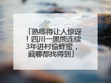 熟练得让人惊讶！四川一黑熊连续3年进村偷蜂蜜，藏哪都找得到