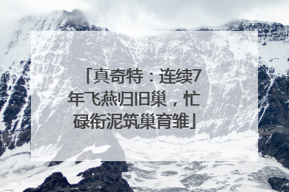 真奇特：连续7年飞燕归旧巢，忙碌衔泥筑巢育雏