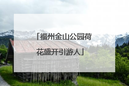 福州金山公园荷花盛开引游人