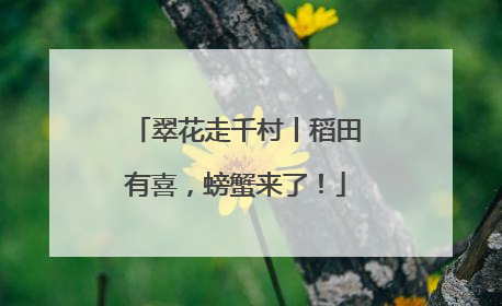 翠花走千村丨稻田有喜，螃蟹来了！