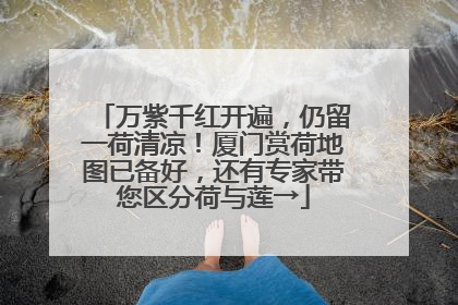 万紫千红开遍，仍留一荷清凉！厦门赏荷地图已备好，还有专家带您区分荷与莲→