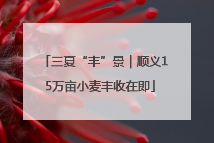 三夏“丰”景｜顺义15万亩小麦丰收在即