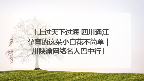 上过天下过海 四川通江孕育的这朵小白花不简单｜川陕渝网络名人巴中行
