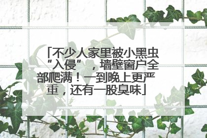 不少人家里被小黑虫“入侵”，墙壁窗户全部爬满！一到晚上更严重，还有一股臭味