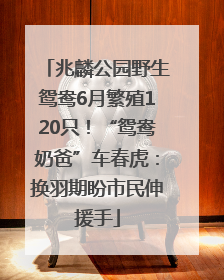 兆麟公园野生鸳鸯6月繁殖120只！“鸳鸯奶爸”车春虎：换羽期盼市民伸援手