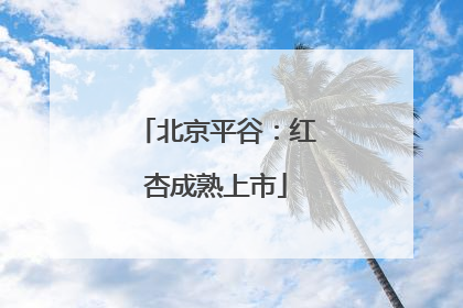 北京平谷：红杏成熟上市