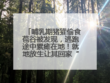 哺乳期猪獾偷食苞谷被发现，逃跑途中累瘫在地！就地放生让其回家“奶孩子”