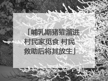 哺乳期猪獾溜进村民家觅食 村民救助后将其放生