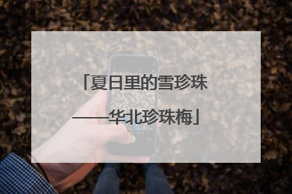 夏日里的雪珍珠——华北珍珠梅