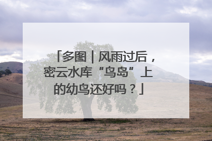 多图｜风雨过后，密云水库“鸟岛”上的幼鸟还好吗？