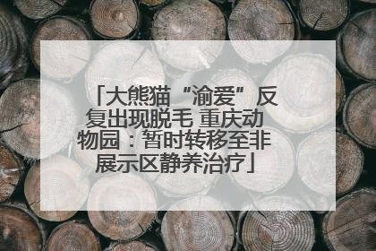 大熊猫“渝爱”反复出现脱毛 重庆动物园：暂时转移至非展示区静养治疗