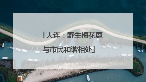 大连：野生梅花鹿与市民和谐相处