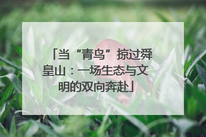 当“青鸟”掠过舜皇山：一场生态与文明的双向奔赴