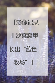 影像记录丨沙窝窝里长出“蓝色牧场”