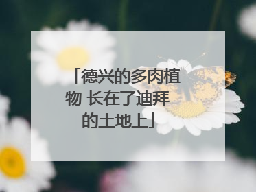 德兴的多肉植物 长在了迪拜的土地上