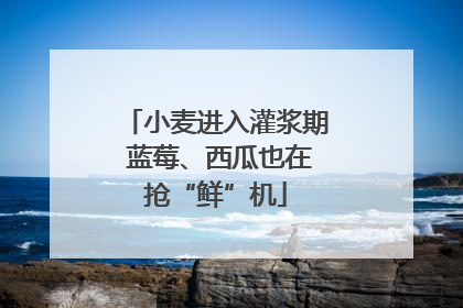 小麦进入灌浆期 蓝莓、西瓜也在抢“鲜”机