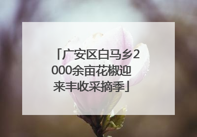 广安区白马乡2000余亩花椒迎来丰收采摘季