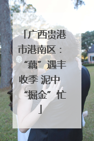 广西贵港市港南区：“藕”遇丰收季 泥中“掘金”忙