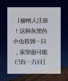 柳州人注意！这种灰黑色小虫看到一只，家里很可能已有一万只