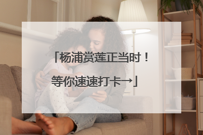 杨浦赏莲正当时！等你速速打卡→