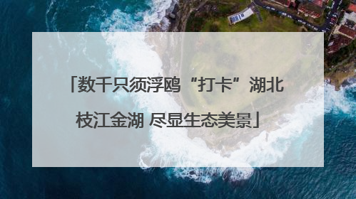 数千只须浮鸥“打卡”湖北枝江金湖 尽显生态美景
