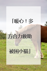 暖心！多方合力救助被困小猫