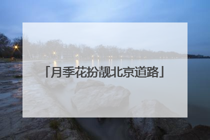月季花扮靓北京道路