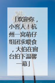 欢迎你，小客人！杭州一窝萌仔组团求喂食，大伯在窗台拍下温馨一幕