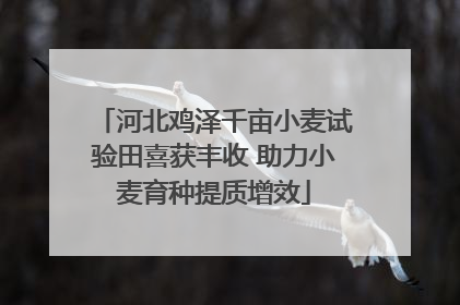 河北鸡泽千亩小麦试验田喜获丰收 助力小麦育种提质增效