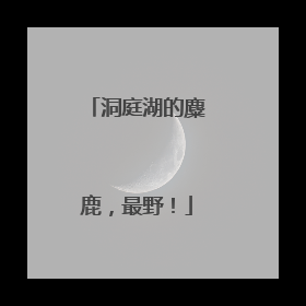 洞庭湖的麋鹿，最野！