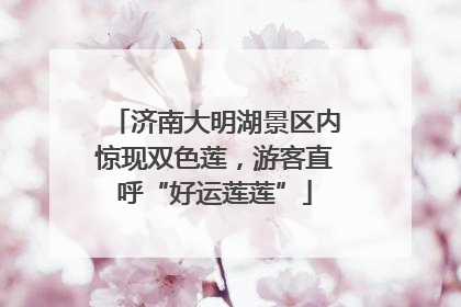 济南大明湖景区内惊现双色莲,游客直呼“好运莲莲”