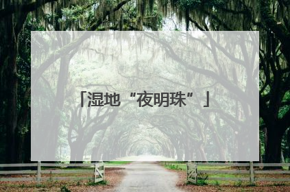 湿地“夜明珠”
