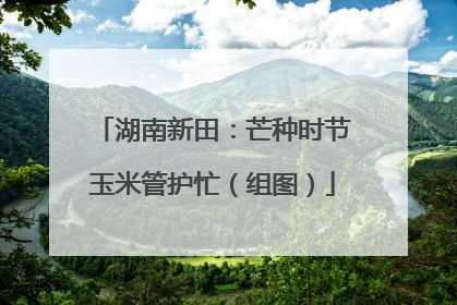 湖南新田：芒种时节玉米管护忙（组图）