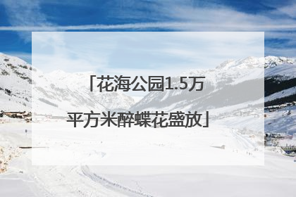 花海公园1.5万平方米醉蝶花盛放