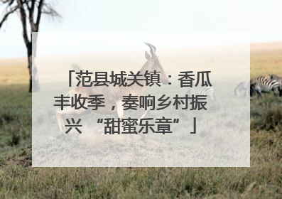范县城关镇：香瓜丰收季，奏响乡村振兴 “甜蜜乐章”
