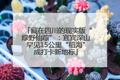 藏在四川的现实版“绿野仙踪”：宜宾深山罕见15公里“稻海”成打卡新地标