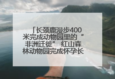 长颈鹿漫步400米完成动物园里的“非洲迁徙” 红山森林动物园完成怀孕长颈鹿步行转运