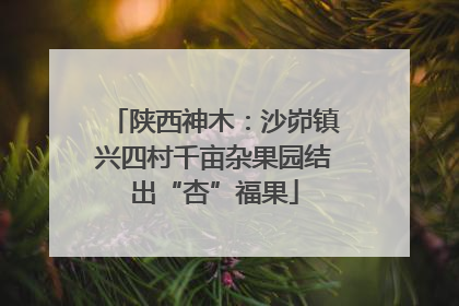 陕西神木：沙峁镇兴四村千亩杂果园结出“杏”福果
