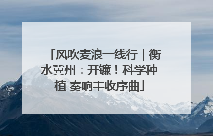 风吹麦浪一线行｜衡水冀州：开镰！科学种植 奏响丰收序曲