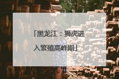 黑龙江：狮虎进入繁殖高峰期